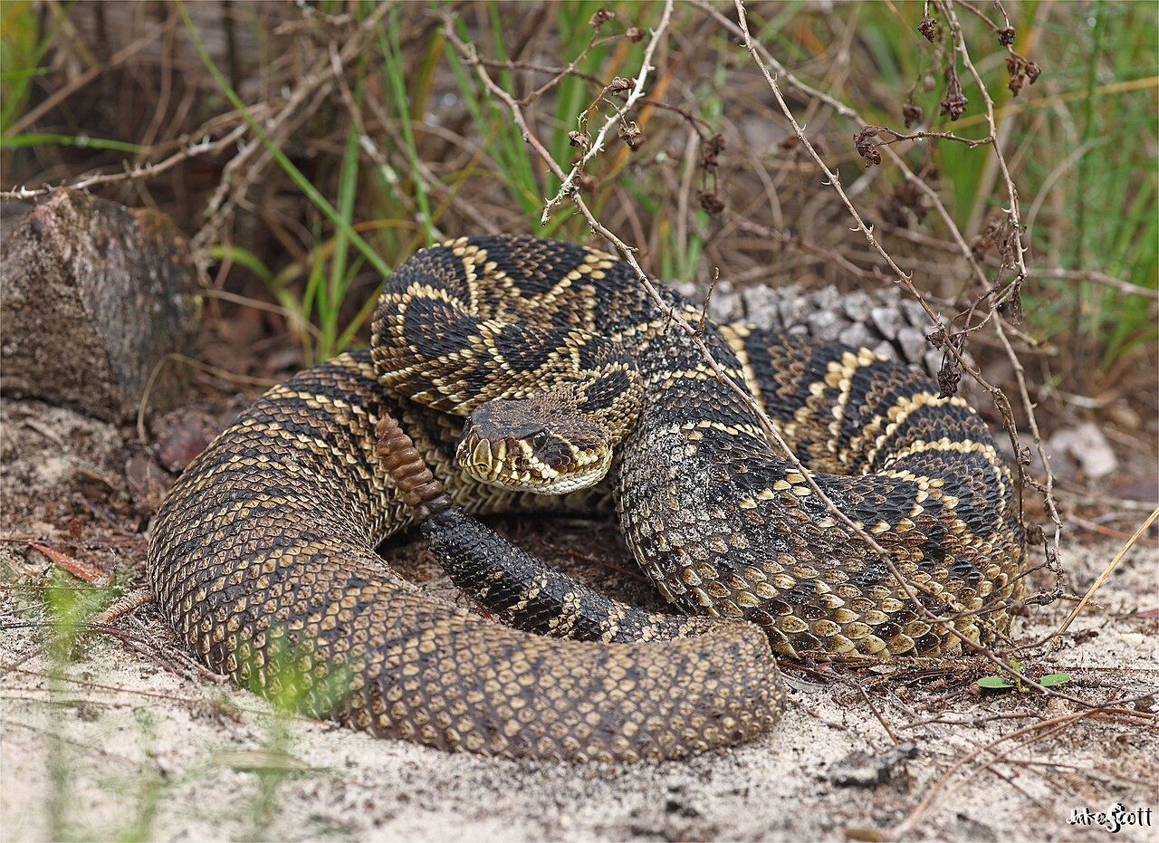Diamondback Snake - Reptile