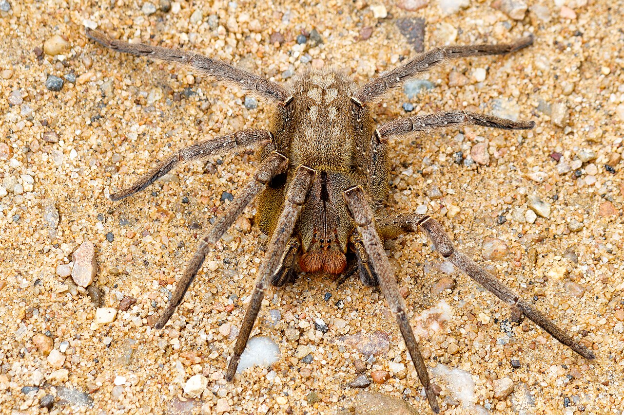 Authentic Brazilian Wandering Spider (Phoneutria nigriventer) in threat posture with raised front legs