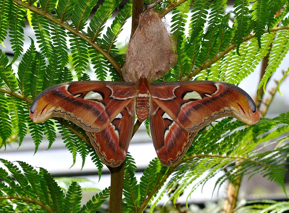Atlas Moth - Insect
