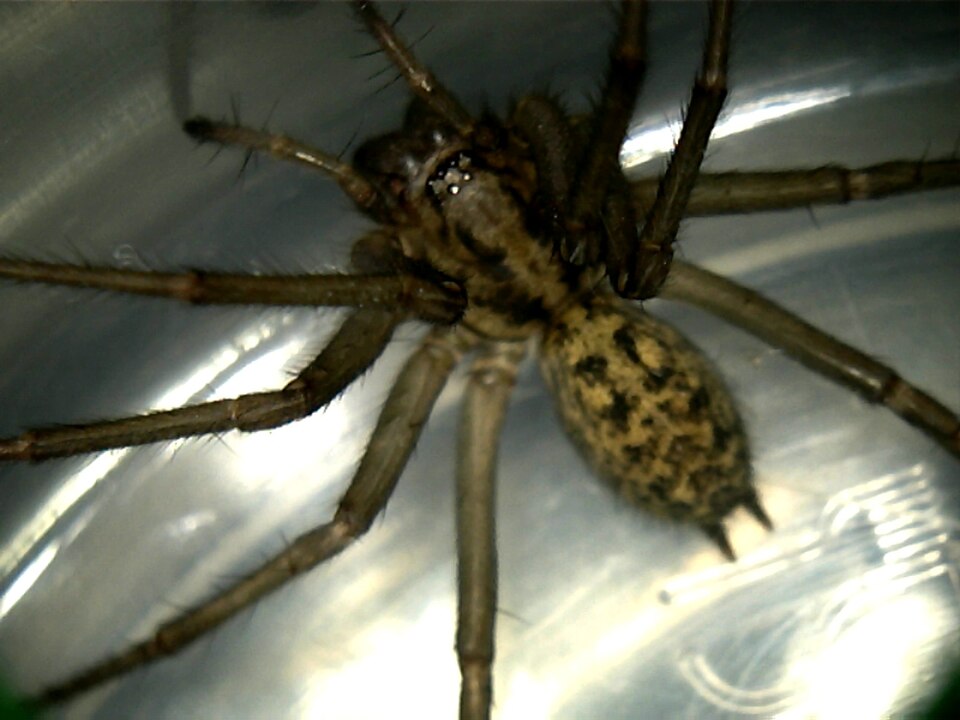 Hobo spider - Arachnids