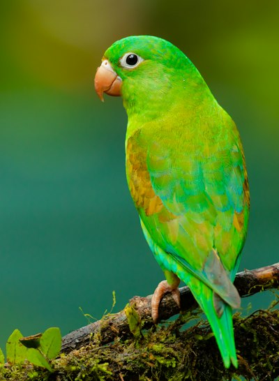 Bird species