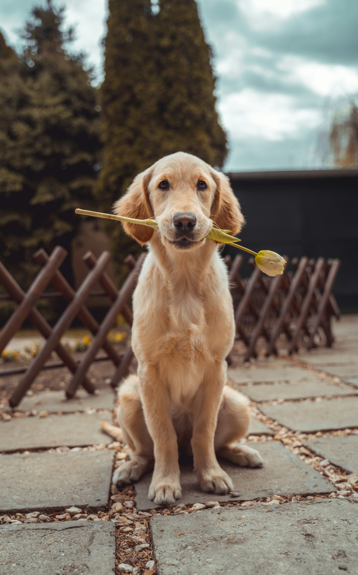 Domestic Golden Retriever companion dog sitting outdoors