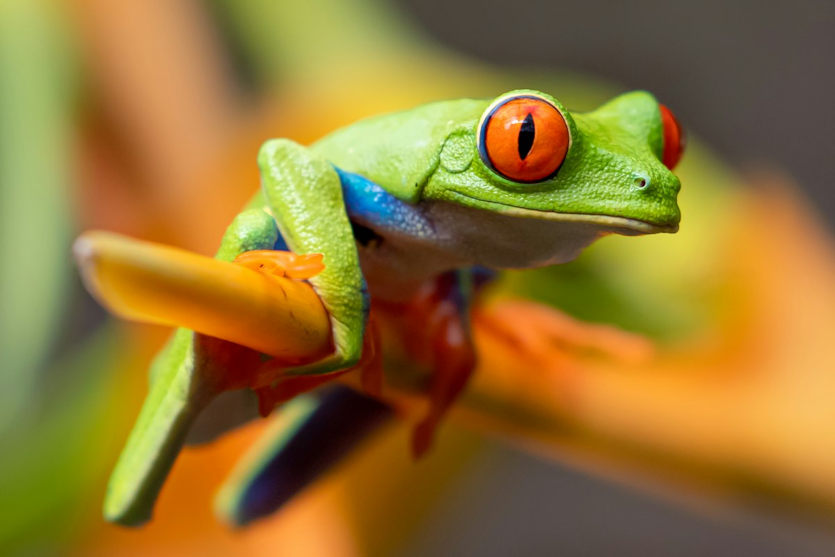 Vibrant amphibian Red-eyed tree frog resting on tropical leaf